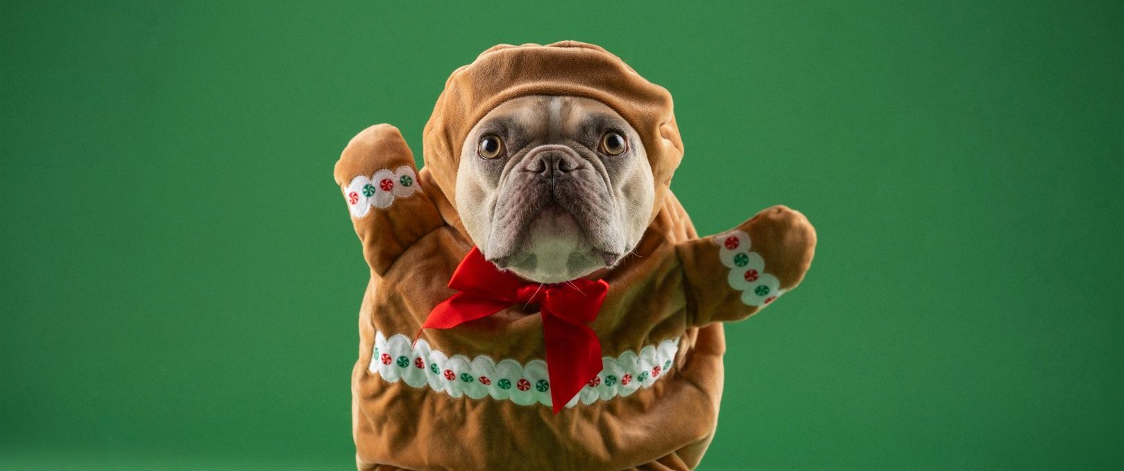 a dog dressed up as a gingerbread man at The  Reid Apartments