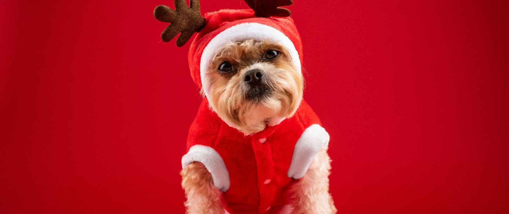 a small dog dressed in a reindeer outfit at The  Reid Apartments